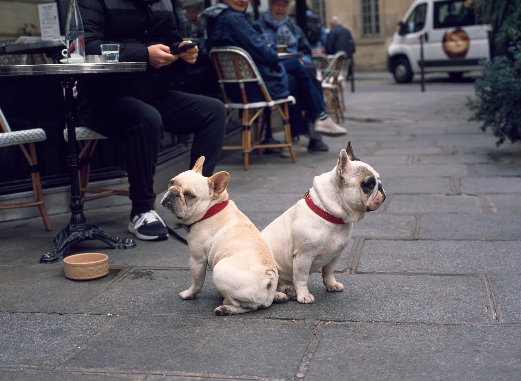 Two small dogs beside people seated outside a cafe